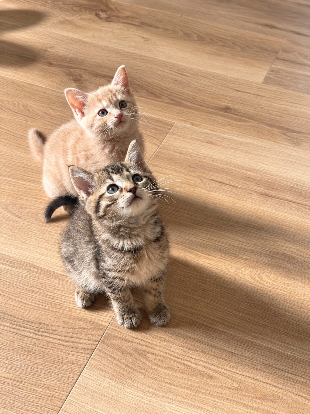 Two rescued kittens looking up from a sunlit wooden floor